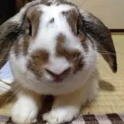 みみたん