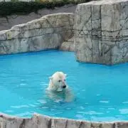 きたのくまの画像