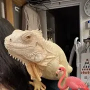 フラミンギョ