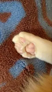 まゆみ