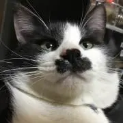 おもち