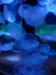璃の画像
