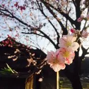 にも