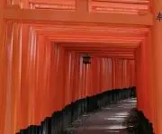 シロクマの画像