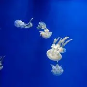 Benioの画像