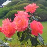 みーゆ88の画像