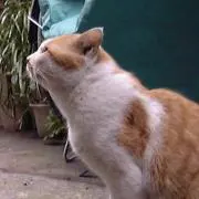 ニキ