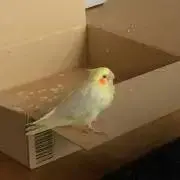 まんじ