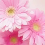 ゆーの画像