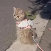 Rinnaの画像