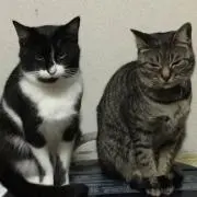 モモ