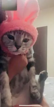 りの丸の画像