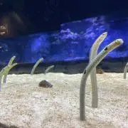 まつだの羊の画像