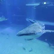 ここな(即購入OK♡)