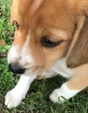 pse2qpaw