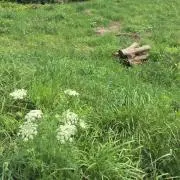 はまやらわ