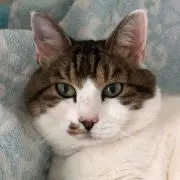 としちゃん