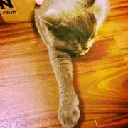 miminalの画像