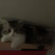 ペコプルの画像