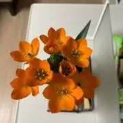 toshiの画像