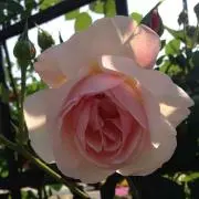 Annana