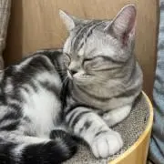 しゆの画像