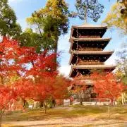 ちょびの画像
