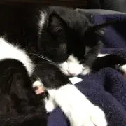 メイの画像