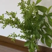 りり
