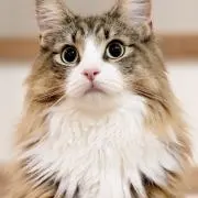 あみ