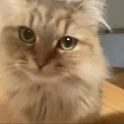misaの画像