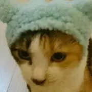 ちりこはねこ