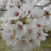amoの画像
