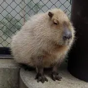 あまならの画像