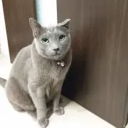 碧