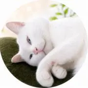 【アクセサリー・美容&書籍】白ネコ店主の画像