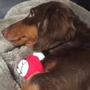 こってぃー＊プロフの確認お願いします＊の画像