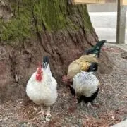 リズミアの画像