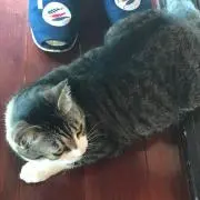 にゃん