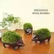 juugbanの画像