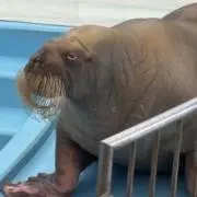 チャムの画像