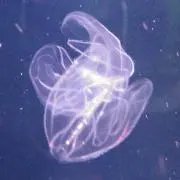 G_and_Hの画像