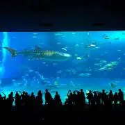 nemuの画像