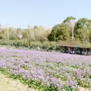 たきの画像