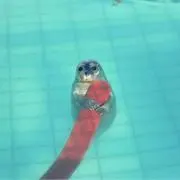 おとぎ