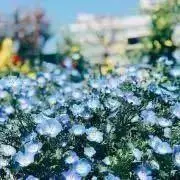 こまちの画像