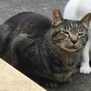 猫みさき∩^ω^∩