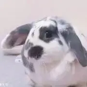 グーちゃんの画像