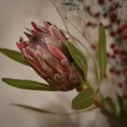 みーご