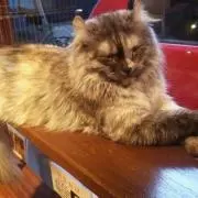 猫神博士の画像